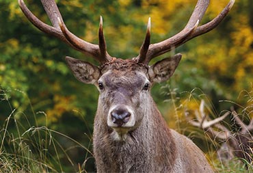 Wildnispark mit Tierpark Langenberg
