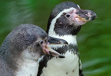 Zoo Zürich